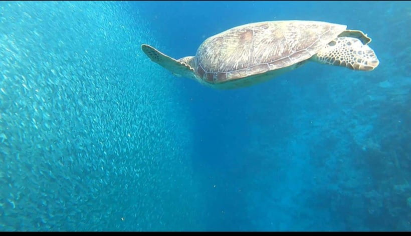 Cebu: Moalboal Scuba Diving, Sardines Run & Pescador Snorkel - Practical packing advice for the water