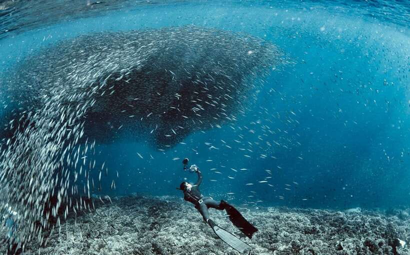 Cebu: Moalboal Scuba Diving with Sardines and Turtle Snorkel - The sardine run is the reason to go