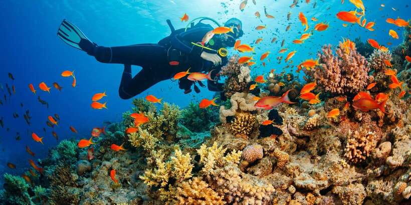 Cebu: Moalboal Scuba Diving with Sardines and Turtle Snorkel - Who will enjoy this most?