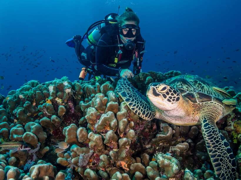 Cebu: Moalboal Scuba Diving with Sardines and Turtle Snorkel - Booking advice and cancellation