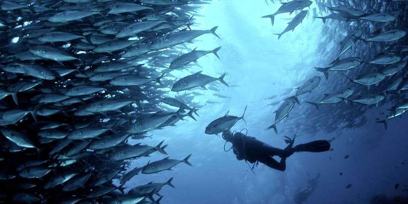 Cebu: Moalboal Scuba Diving with Sardines and Turtle Snorkel - What the first-time underwater session feels like