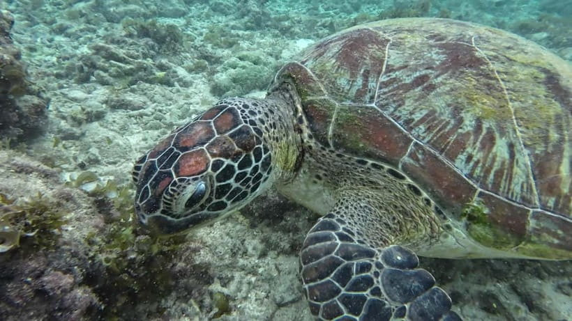 Cebu: Moalboal Snorkeling, Mantayupan Falls & ATV Adventure - Lunch in Carcar and a taste of Cebu