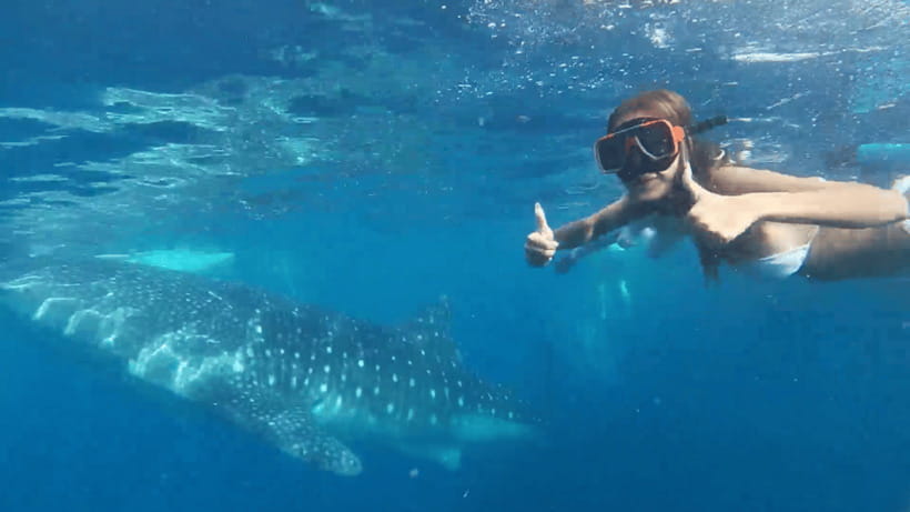 Cebu: Oslob Whale Shark and Moalboal Snorkeling Tour - Key points at a glance
