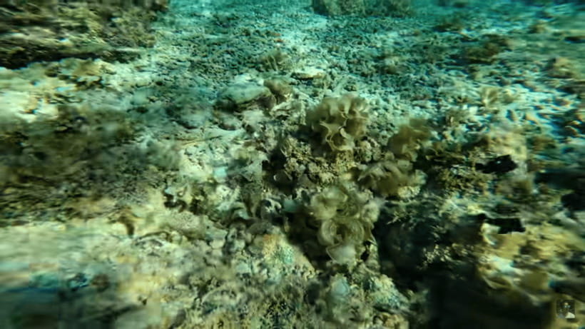 Cebu: Oslob Whale Shark and Moalboal Snorkeling Tour - Should you book this tour?