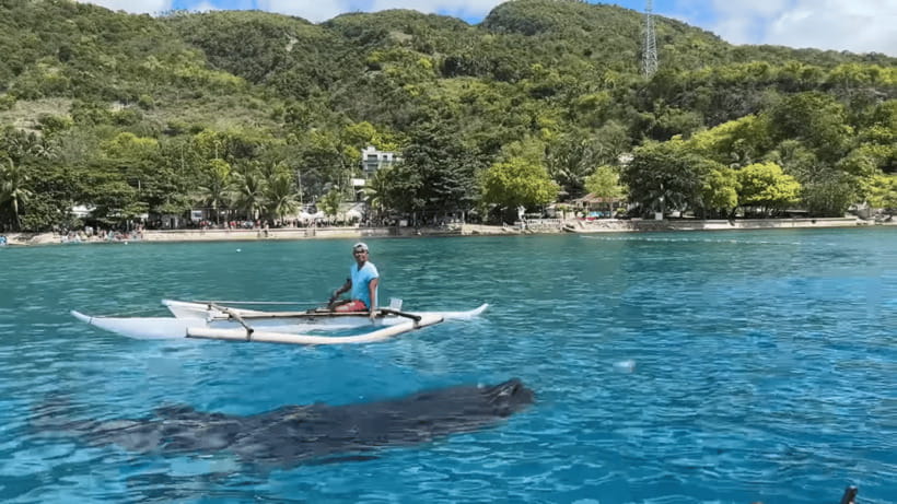 Cebu: Oslob Whale Shark and Moalboal Snorkeling Tour - Oslob and the whale shark encounter