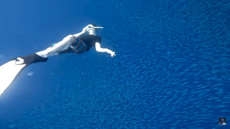 Cebu: Oslob Whale Shark and Moalboal Snorkeling Tour - Breakfast and a useful pause
