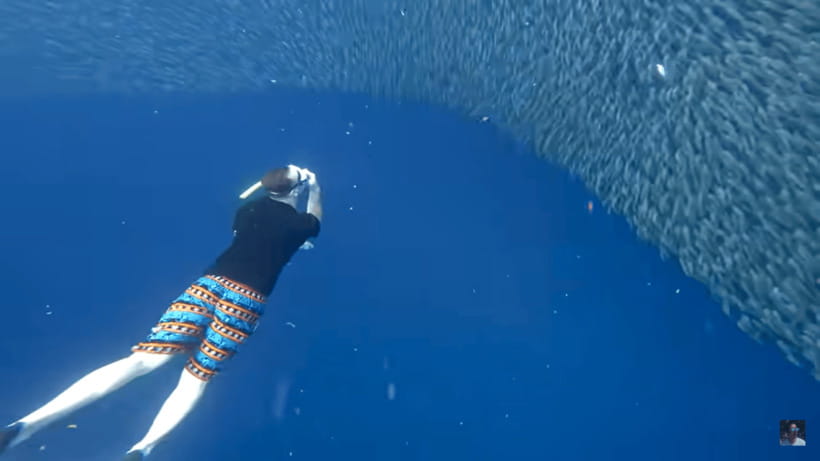 Cebu: Oslob Whale Shark and Moalboal Snorkeling Tour - Moalboal’s sardines, coral, and turtles