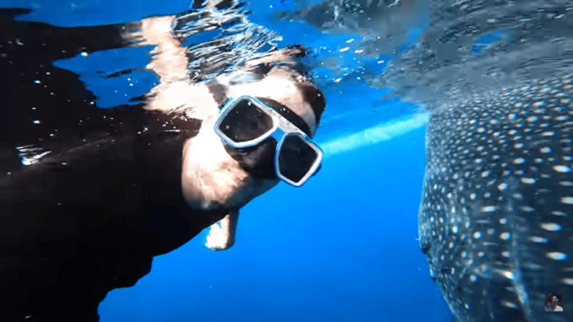 Cebu: Oslob Whale Shark and Moalboal Snorkeling Tour - Guides, photos, and how the day feels