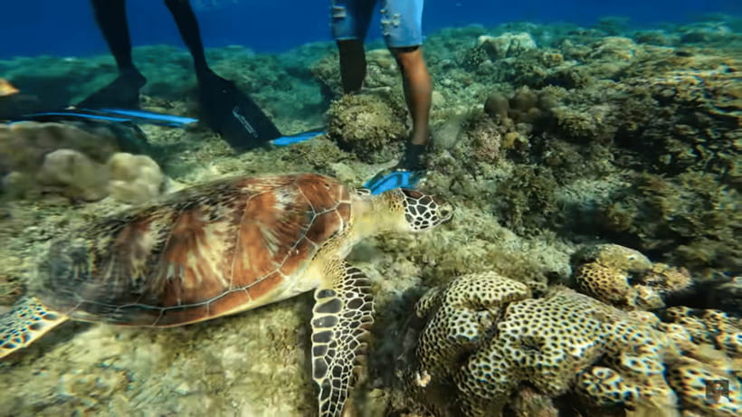 Cebu: Oslob Whale Shark and Moalboal Snorkeling Tour - Is the $117 price fair?