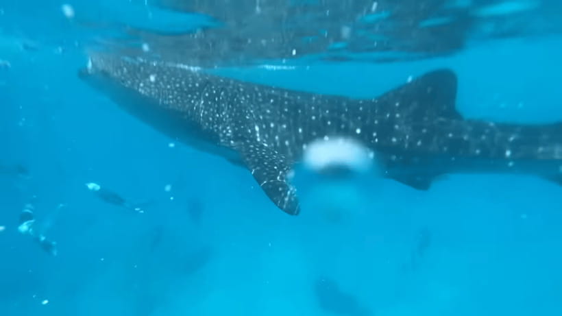 Cebu: Oslob Whale Shark and Moalboal Snorkeling Tour - The pre-sunrise road to Oslob