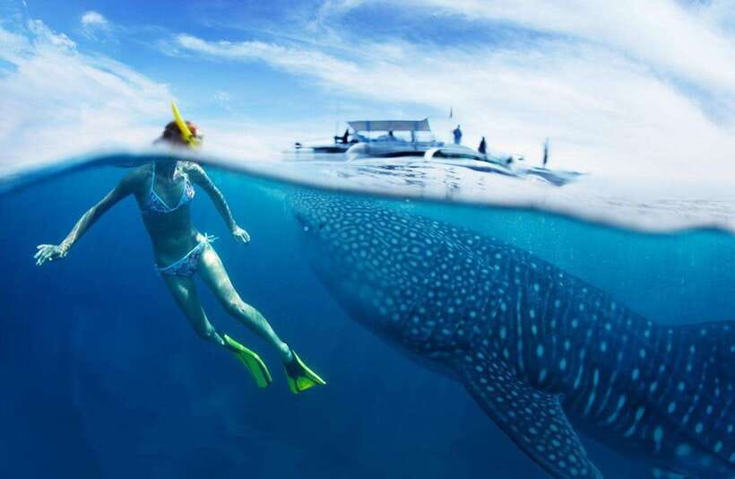 Cebu: Oslob Whale Sharks, Tumalog Falls & Sardine Snorkeling - Why this Cebu tour is such a full day