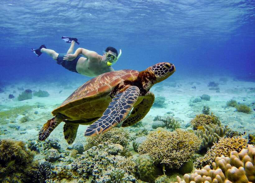 Cebu: Oslob Whale Sharks, Tumalog Falls & Sardine Snorkeling - Should you book it?