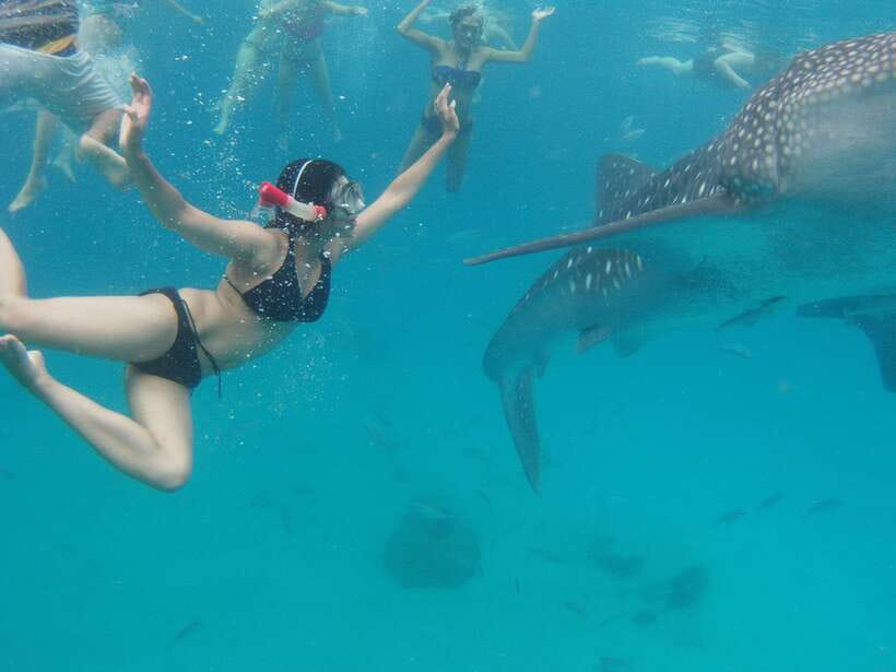 Cebu: Oslob Whale Sharks, Tumalog Falls & Sardine Snorkeling - Meeting the whale sharks in Oslob