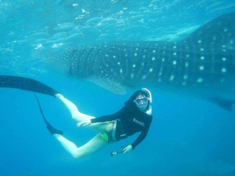 Cebu: Oslob Whale Sharks, Tumalog Falls & Sardine Snorkeling - Moalboal’s sardine run and turtles
