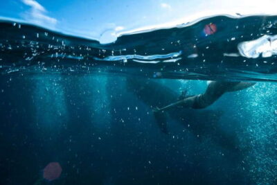 Cebu: Oslob Whale Sharks, Tumalog Falls & Sardine Snorkeling