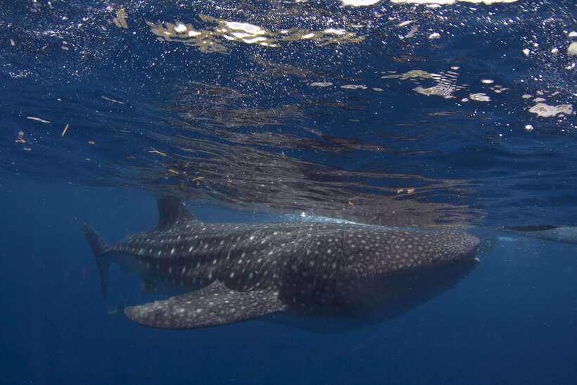 Cebu: Oslob Whale Sharks, Tumalog Falls & Sardine Snorkeling - Food is useful, not a reason to book