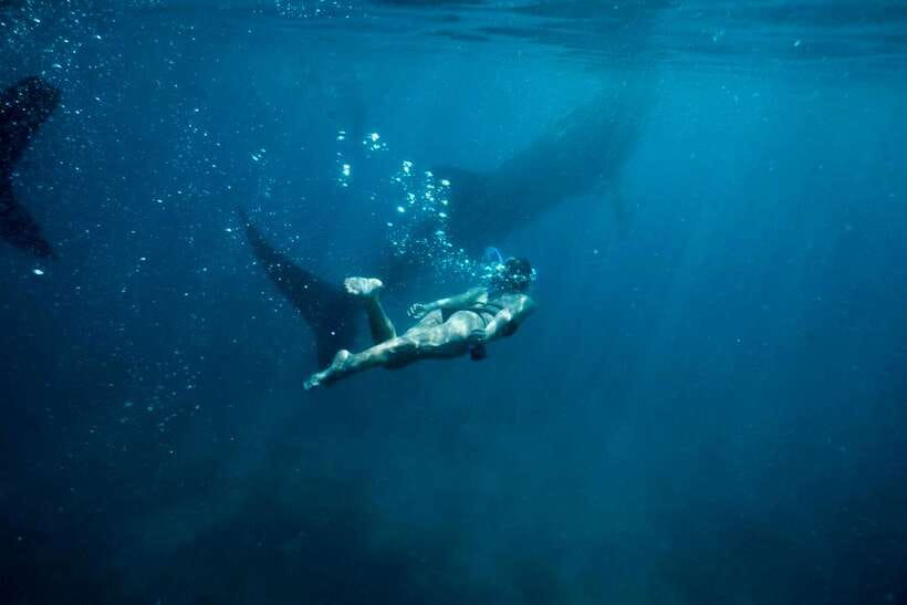 Cebu: Oslob Whale Sharks, Tumalog Falls & Sardine Snorkeling - Shared or private: which version is better?