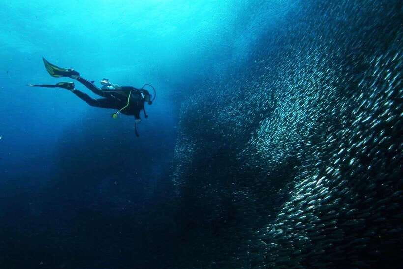 Cebu: Oslob Whale Sharks, Tumalog Falls & Sardine Snorkeling - What to pack for a smoother day