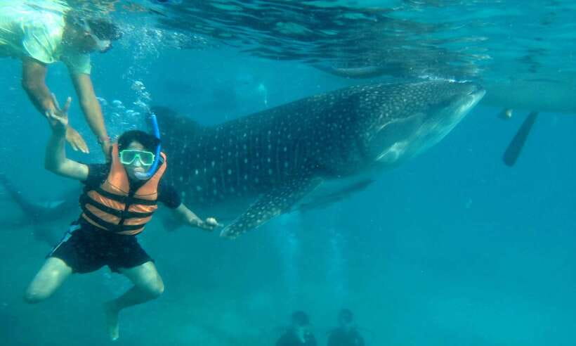 Cebu: Oslob Whale Sharks, Tumalog Falls & Sardine Snorkeling - Who will enjoy this trip most?