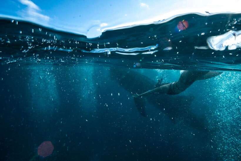 Cebu: Oslob Whale Sharks, Tumalog Falls & Sardine Snorkeling - Tumalog Falls gives you a cooler second act