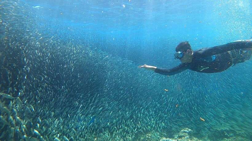Cebu: Osmeña Peak hike and Sardines Run Snorkel adventure - Turtles, coral, and the limits of a short snorkel
