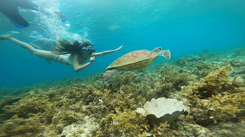 Cebu: Osmeña Peak hike and Sardines Run Snorkel adventure - Private transport and the eight-hour schedule