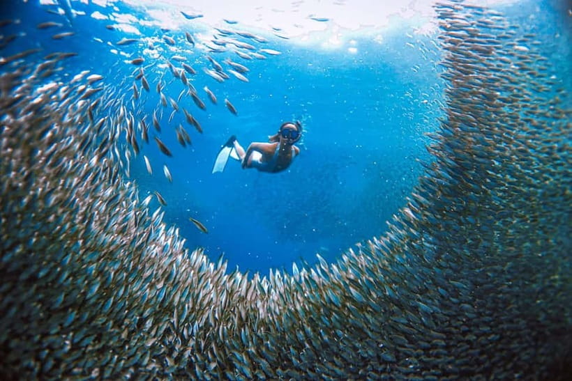 Cebu: Sardine Run Snorkeling, Mantayupan Falls & ATV Thrills - Why this Cebu day works so well on paper