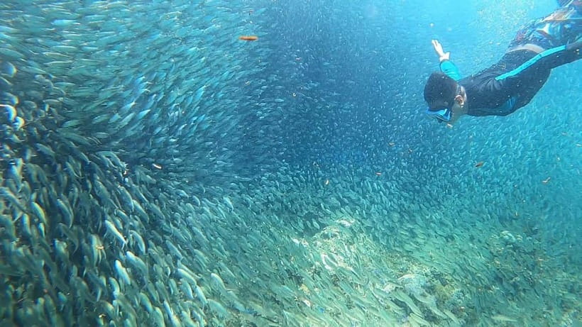 Cebu: Sardine Run Snorkeling, Mantayupan Falls & ATV Thrills - Who will enjoy this outing most