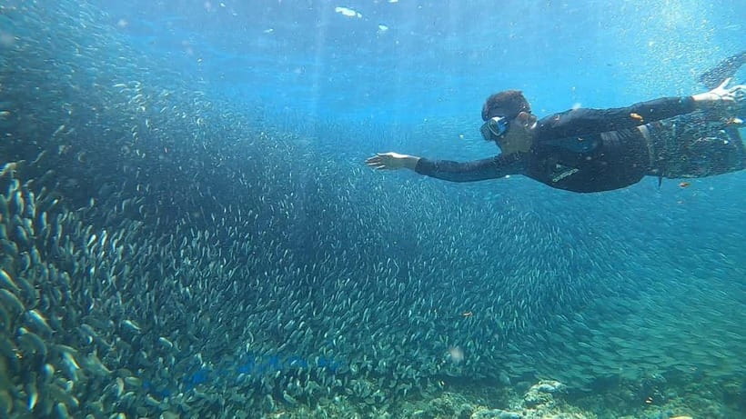 Cebu: Sardine Run Snorkeling, Mantayupan Falls & ATV Thrills - Moalboal’s sardines and the search for turtles