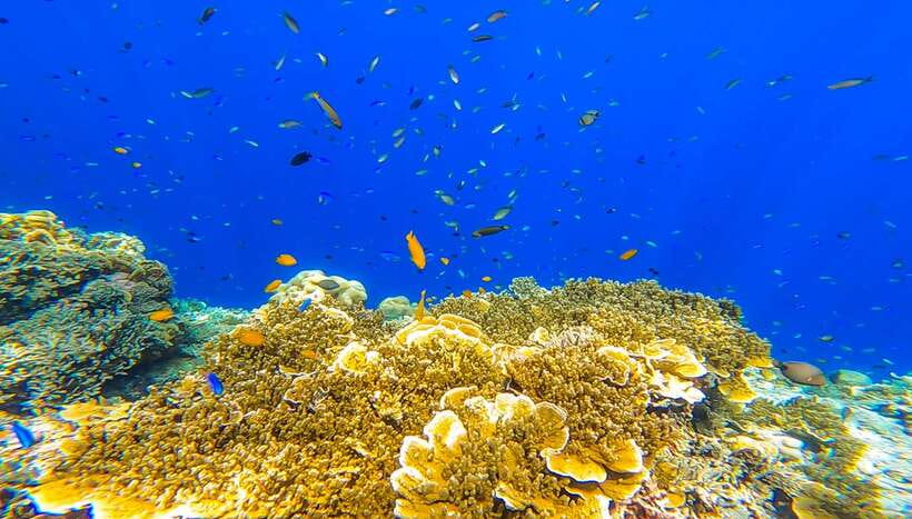 Cebu: Sumilon Sand Bar, Whale Sharks & Sardines Snorkeling - Three Cebu icons in one very long day