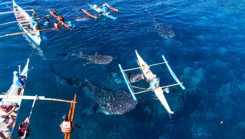 Cebu: Sumilon Sand Bar, Whale Sharks & Sardines Snorkeling - Leaving before dawn for Oslob