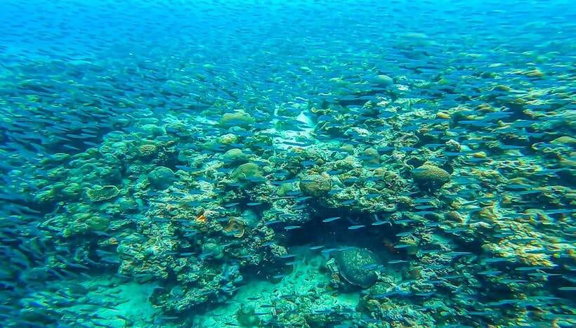 Cebu: Sumilon Sand Bar, Whale Sharks & Sardines Snorkeling - Moalboal’s silver wall of sardines