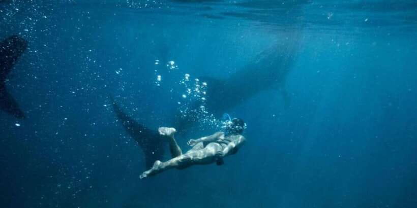 Cebu: Sumilon Sand Bar, Whale Sharks & Sardines Snorkeling - What the private tour actually gives you