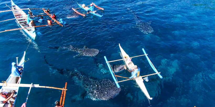 Cebu: Sumilon Sand Bar, Whale Sharks & Sardines Snorkeling - The real value of $126
