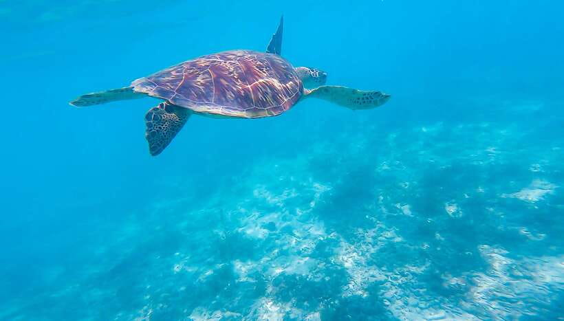 Cebu: Sumilon Sand Bar, Whale Sharks & Sardines Snorkeling - Swimming with Oslob’s whale sharks