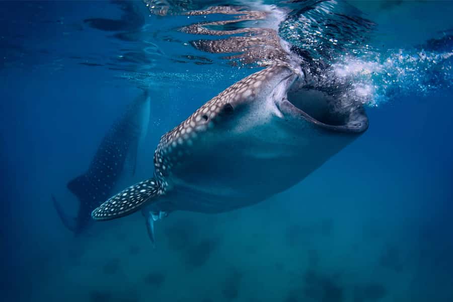Cebu: Whale Shark, Monkey Sanctuary, & Moalboal Snorkel Tour - Why this Cebu day trip packs in so much
