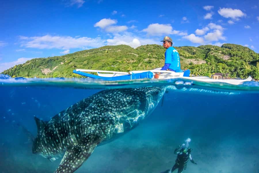 Cebu: Whale Shark, Monkey Sanctuary, & Moalboal Snorkel Tour - Should you book this Cebu whale shark and Moalboal tour?