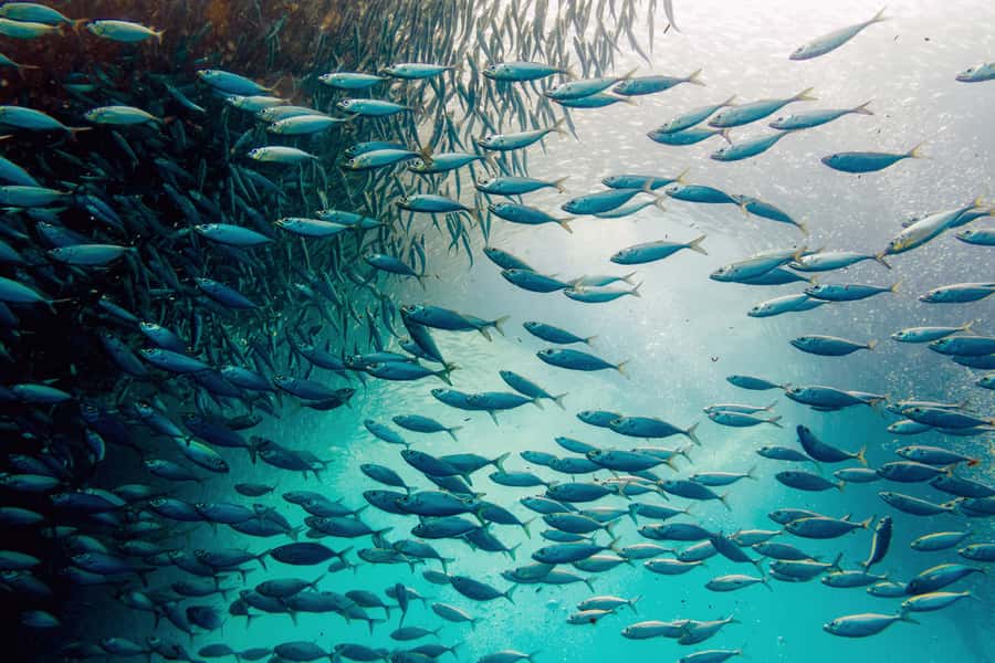 Cebu: Whale Shark, Monkey Sanctuary, & Moalboal Snorkel Tour - Oslob whale sharks, an early start and a possible wait