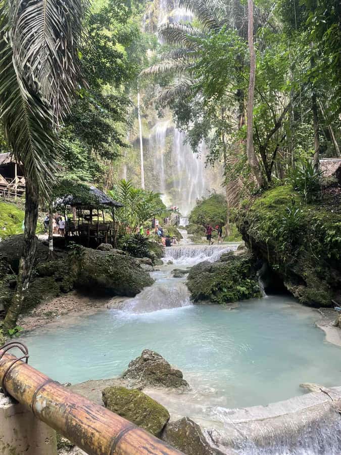 Cebu: Whale Shark, Monkey Sanctuary, & Moalboal Snorkel Tour - Small-group transport and guide service
