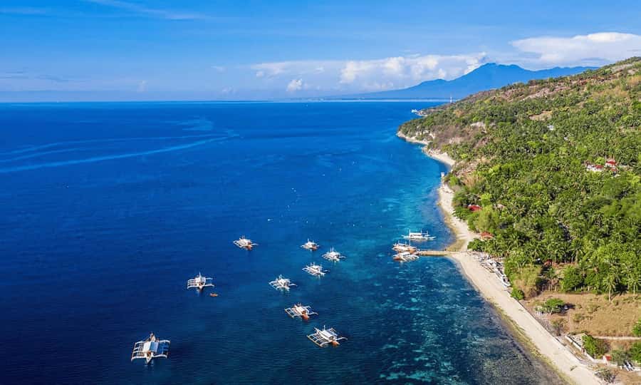 Cebu: Whale Shark, Monkey Sanctuary, & Moalboal Snorkel Tour - Who will enjoy this tour most