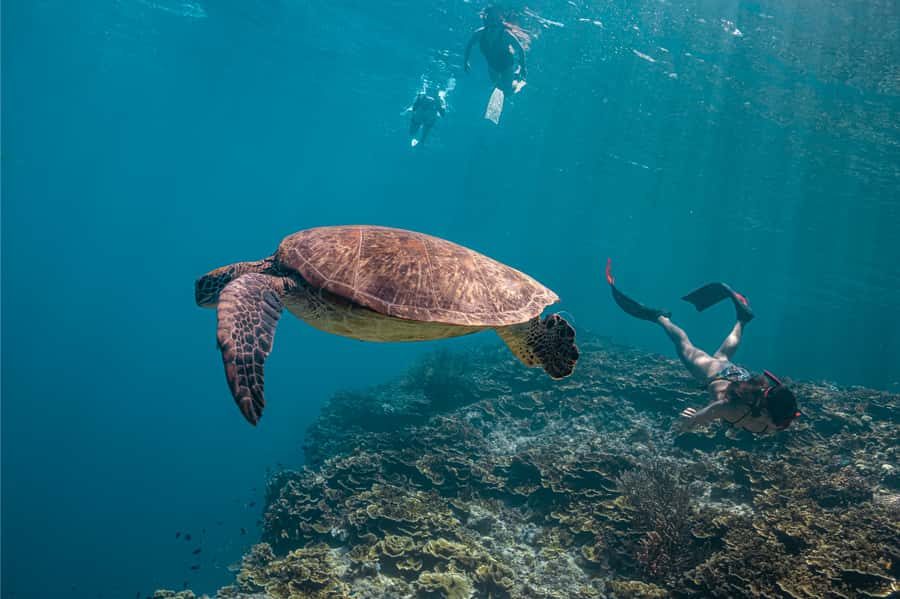 Cebu: Whale Shark, Monkey Sanctuary, & Moalboal Snorkel Tour - A simple Oslob meal break before the next road leg