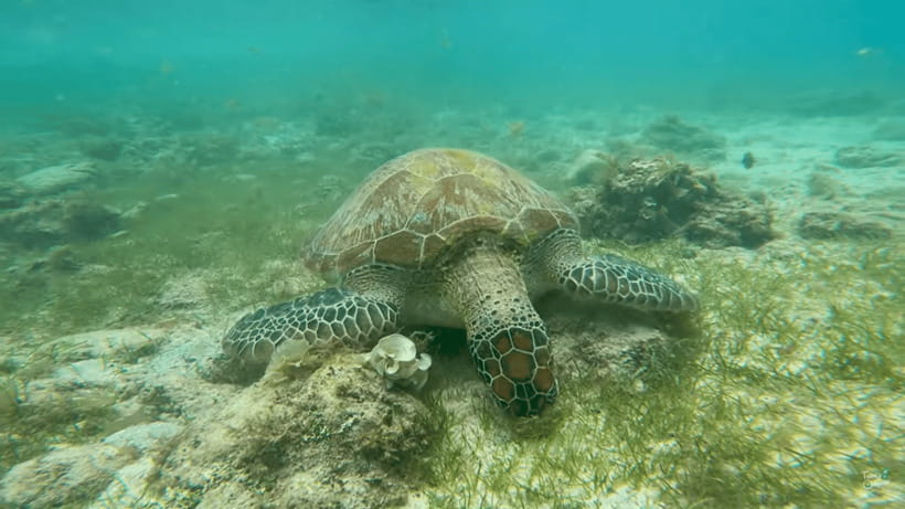 Cebu: Whale Shark Oslob and Moalboal Snorkeling Adventure - Key details before you book