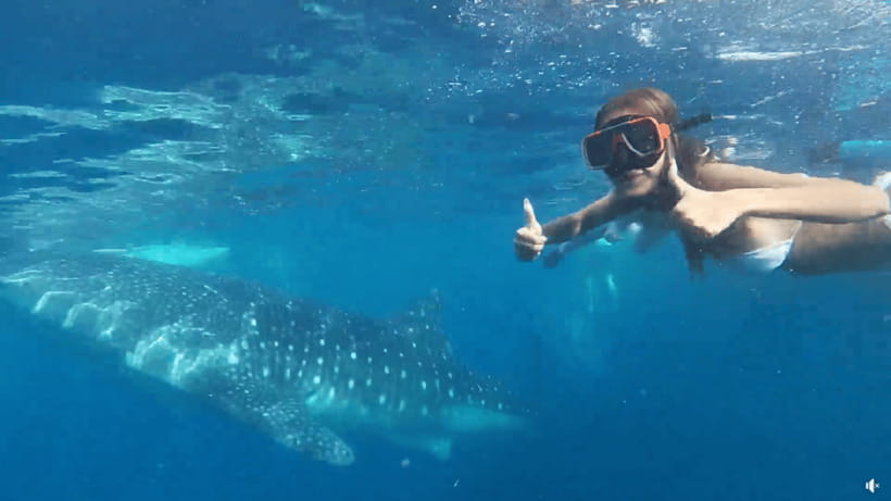 Cebu: Whale Shark Oslob and Moalboal Snorkeling Adventure - Why this Cebu combination works