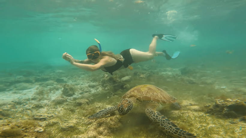 Cebu: Whale Shark Oslob and Moalboal Snorkeling Adventure - The Oslob whale shark encounter