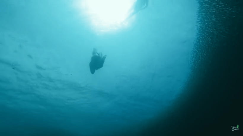 Cebu: Whale Shark Oslob and Moalboal Snorkeling Adventure - What the $119 price really covers