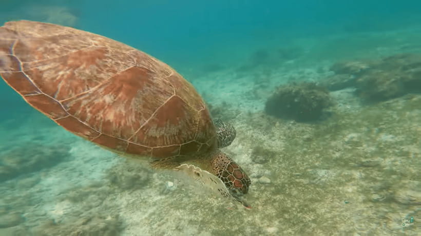 Cebu: Whale Shark Oslob and Moalboal Snorkeling Adventure - The schedule, comfort, and physical demands