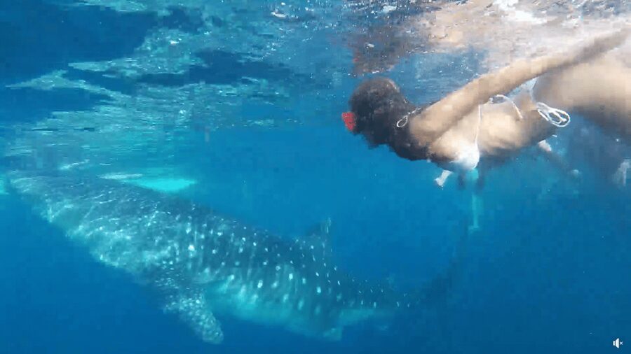 Cebu: Whale Shark Oslob and Moalboal Snorkeling Adventure - The guides and the private-car advantage