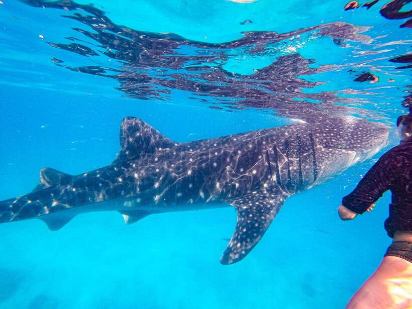 Cebu: Whale Shark Snorkeling & Kawasan Canyoning Tour - Should you book it?