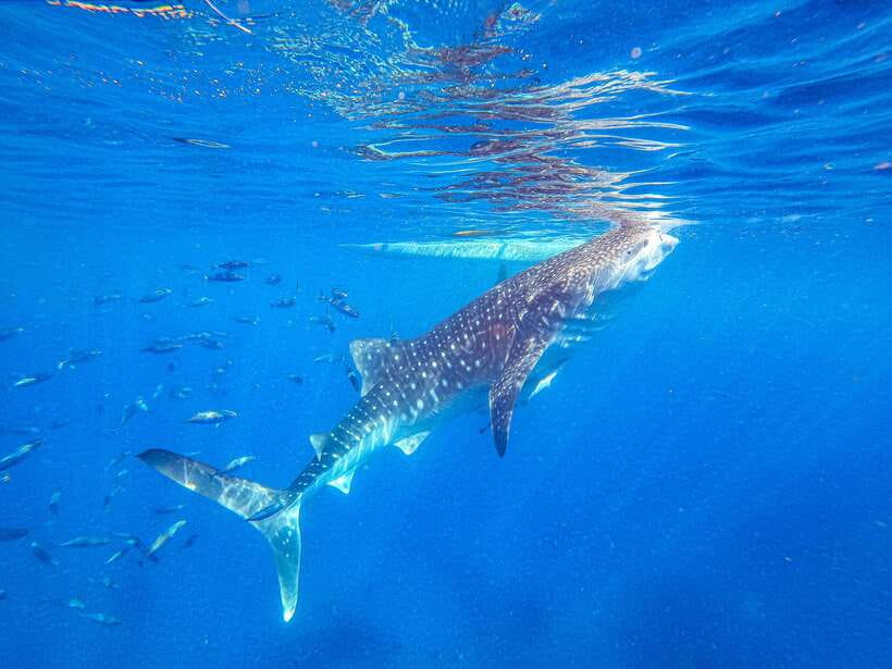 Cebu: Whale Shark Snorkeling & Kawasan Canyoning Tour - Meeting the whale sharks at Oslob
