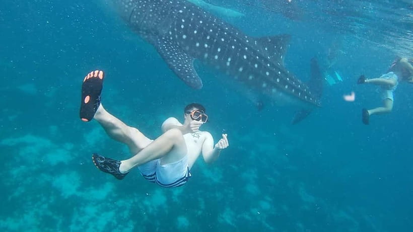 Cebu: Whale Sharks, Kawasan Falls, & Sardines Run Snorkeling - The three experiences that define this Cebu day